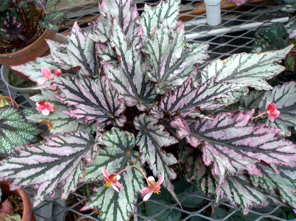 B. ‘Harmony’s Lazy River’